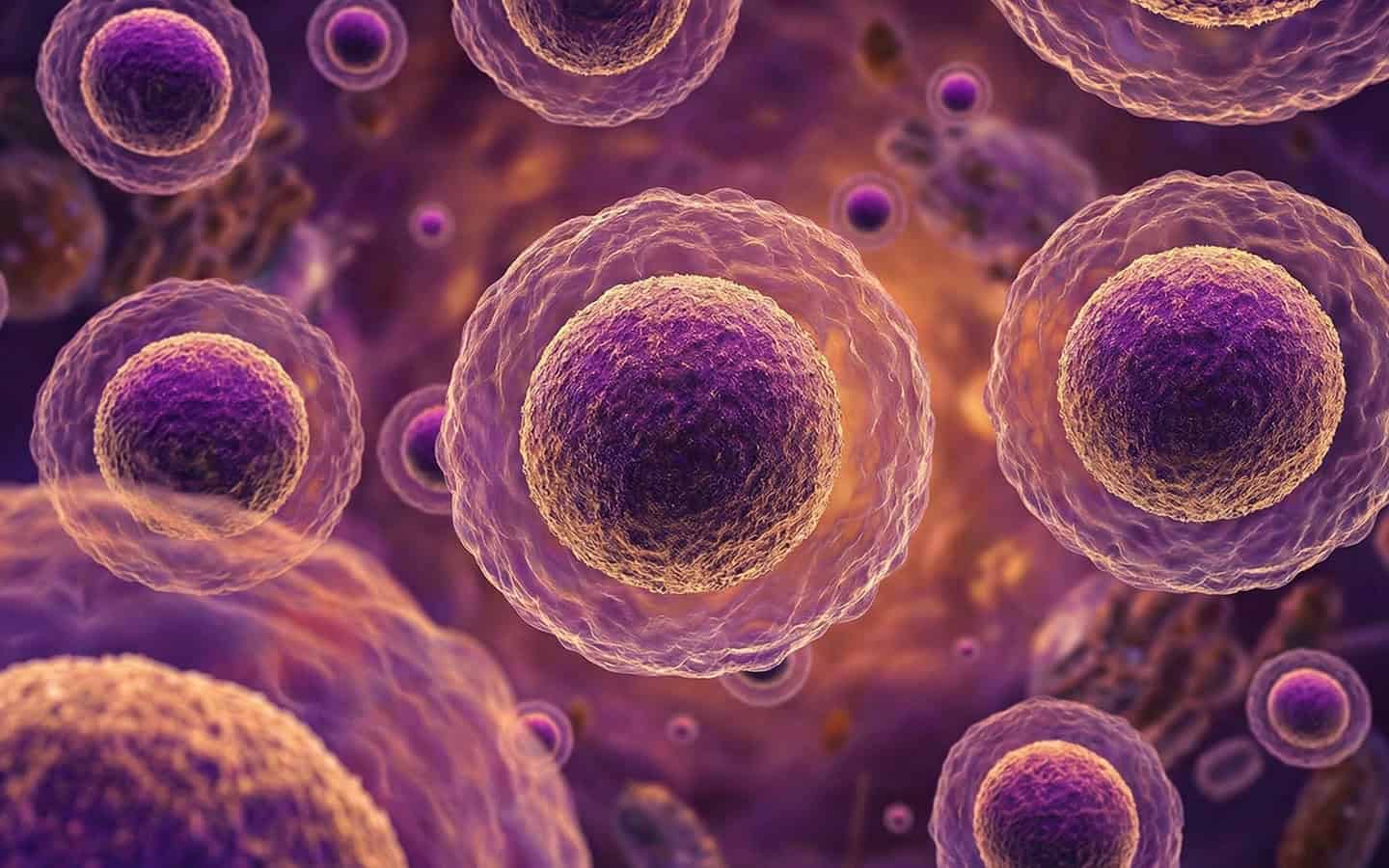 Microscopic 3D rendering of biological cells with defined nuclei floating in a purple and gold fluid background, illustrating cellular health and autophagy.