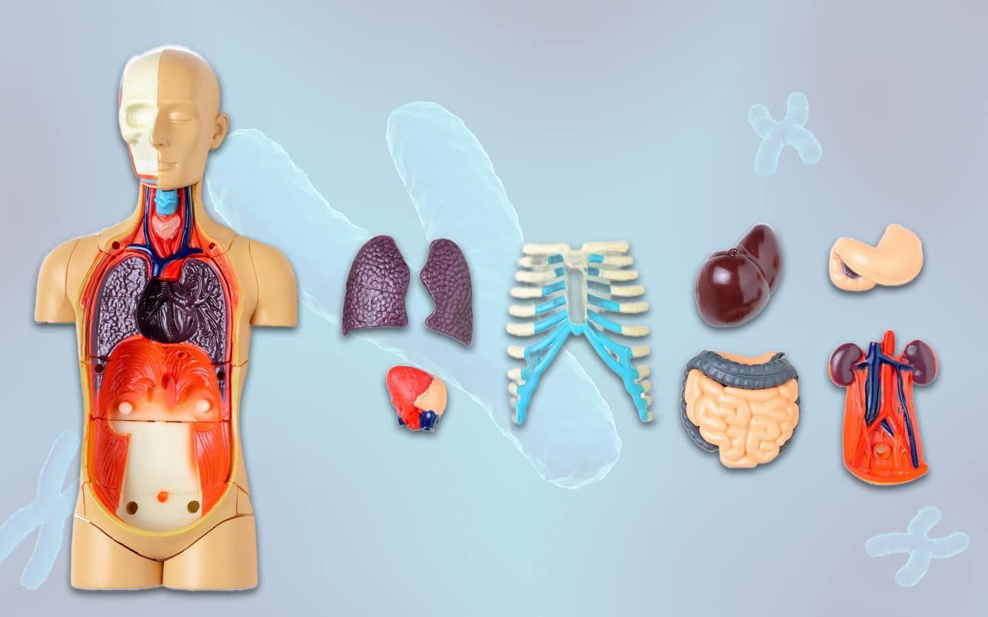 English Alt Text: An anatomical human torso model alongside detached organ models including the lungs, heart, ribcage, liver, stomach, intestines, and kidneys, displayed against a light blue backdrop featuring faint chromosome illustrations.